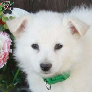 Beatrice, German Shepherd Mix Puppy
