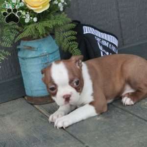 Beatrice, Boston Terrier Puppy