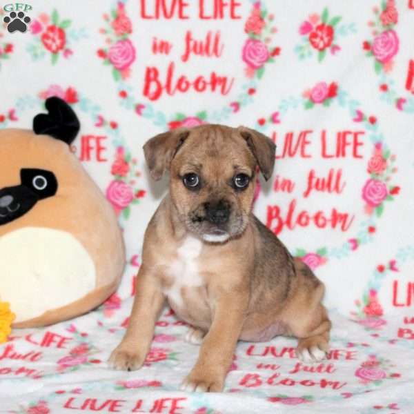 Beauty, French Bulldog Mix Puppy