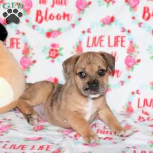 Beauty, French Bulldog Mix Puppy