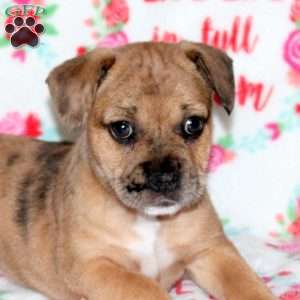 Beauty, French Bulldog Mix Puppy