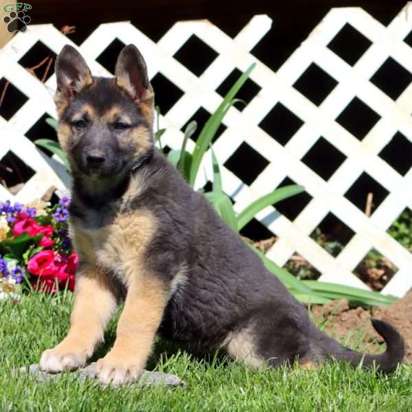 Beauty, German Shepherd Mix Puppy
