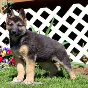 Beauty, German Shepherd Mix Puppy
