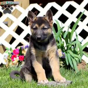 Beauty, German Shepherd Mix Puppy