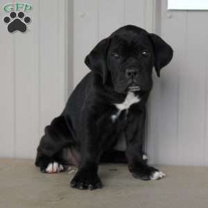 Beauty, Cane Corso Puppy