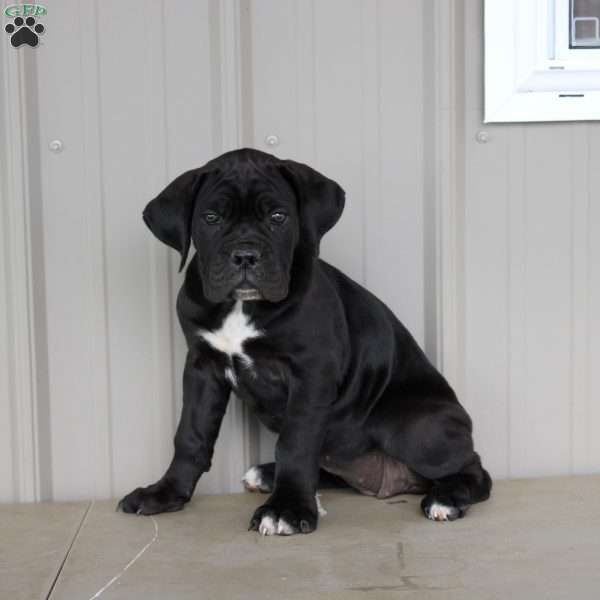 Beauty, Cane Corso Puppy