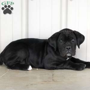 Beauty, Cane Corso Puppy