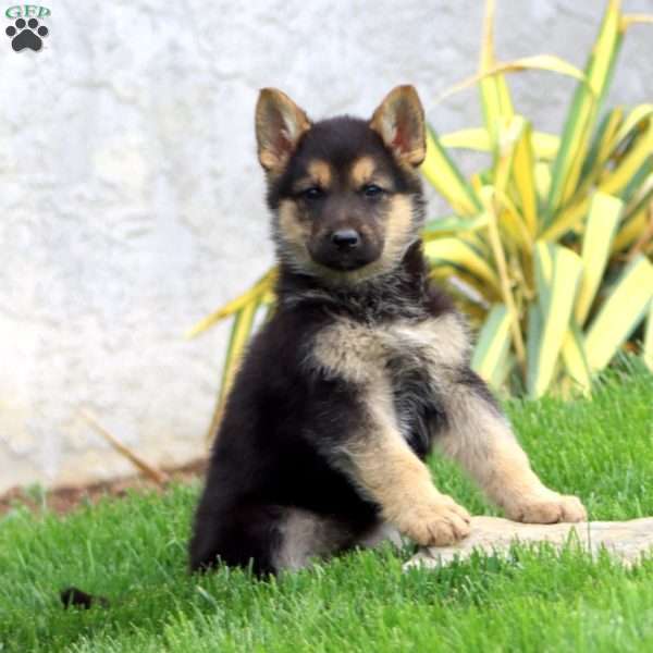 Becky, German Shepherd Puppy
