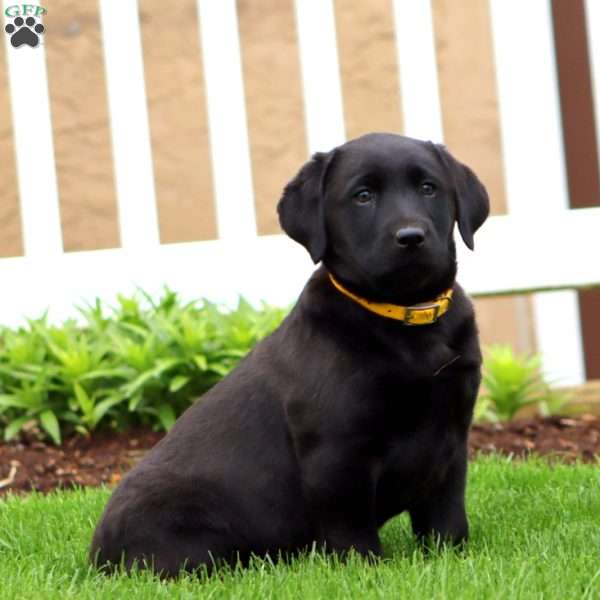 Becky, Black Labrador Retriever Puppy
