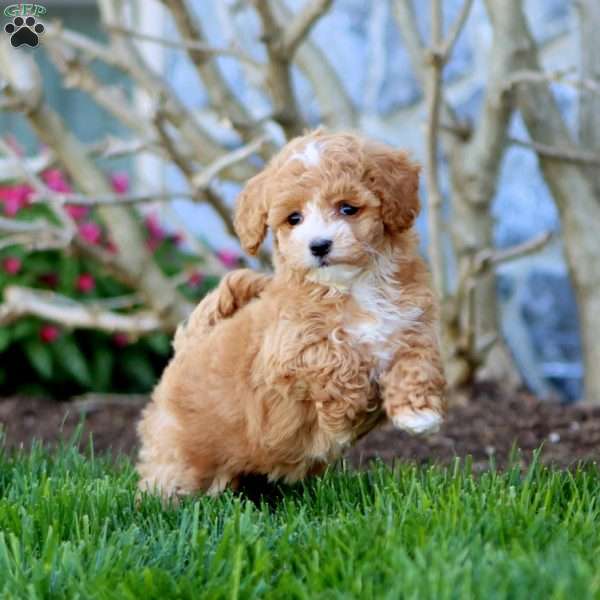 Becky, Maltipoo Puppy