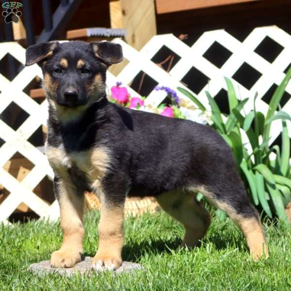 Becky, German Shepherd Mix Puppy