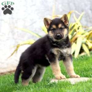 Becky, German Shepherd Puppy