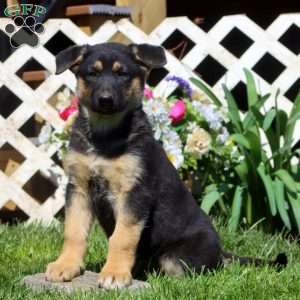 Becky, German Shepherd Mix Puppy