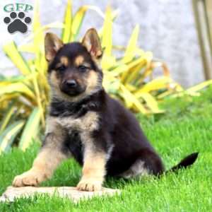 Becky, German Shepherd Puppy