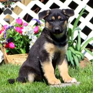 Becky, German Shepherd Mix Puppy