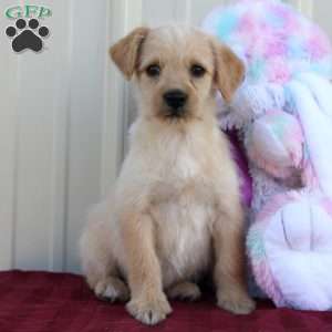 Bee, Mini Labradoodle Puppy