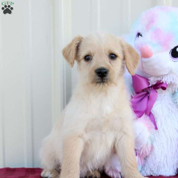 Bee, Mini Labradoodle Puppy