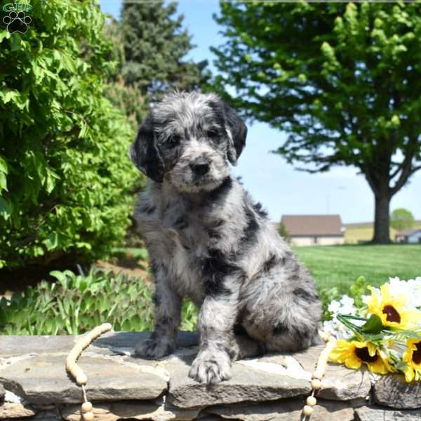 Bella, Rottie-Poo Puppy