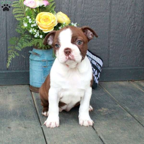 Bella, Boston Terrier Puppy