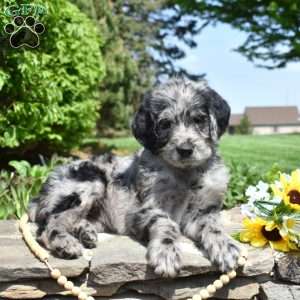 Bella, Rottie-Poo Puppy