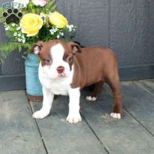 Bella, Boston Terrier Puppy