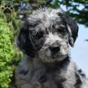 Bella, Rottie-Poo Puppy