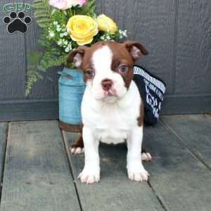 Bella, Boston Terrier Puppy
