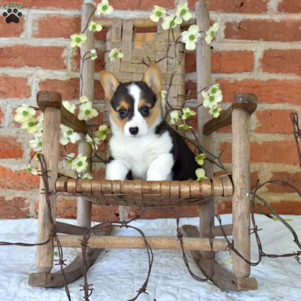 Belle, Pembroke Welsh Corgi Puppy