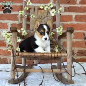 Belle, Pembroke Welsh Corgi Puppy