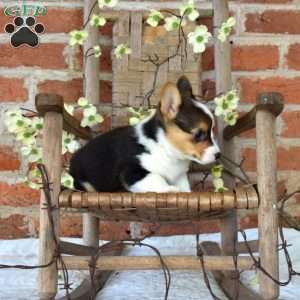 Belle, Pembroke Welsh Corgi Puppy
