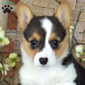 Belle, Pembroke Welsh Corgi Puppy