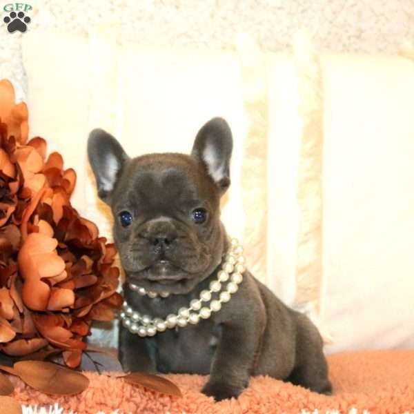 Belle, French Bulldog Puppy