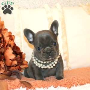 Belle, French Bulldog Puppy