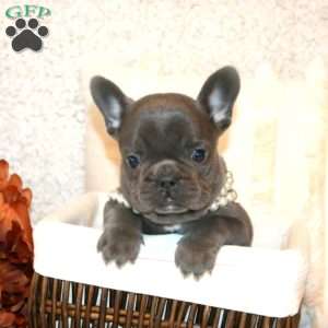 Belle, French Bulldog Puppy