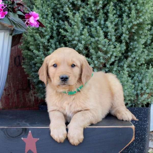 Benji, Golden Retriever Puppy