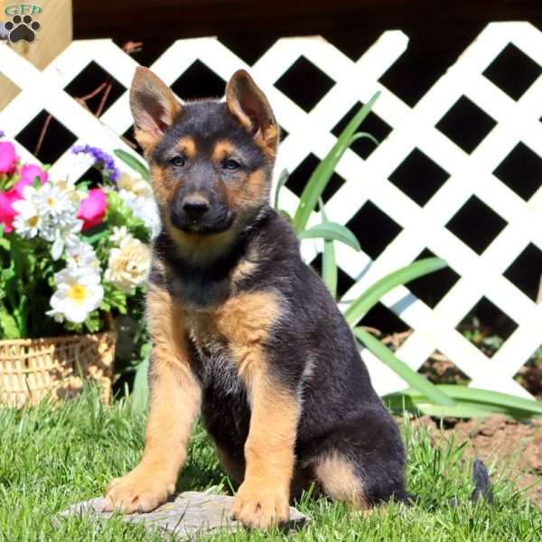 Benji, German Shepherd Mix Puppy