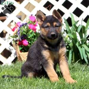 Benji, German Shepherd Mix Puppy
