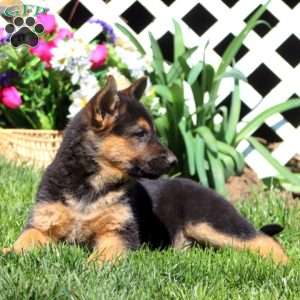 Benji, German Shepherd Mix Puppy