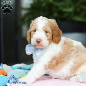 Benji, Mini Goldendoodle Puppy