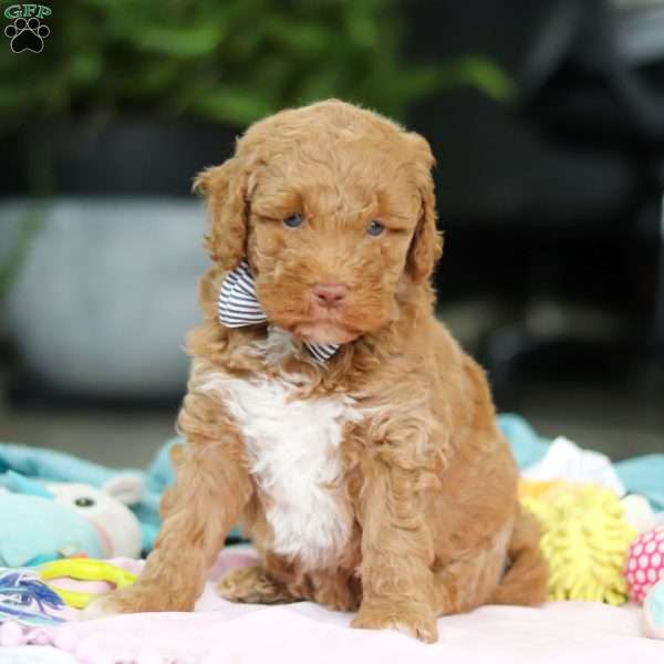 Benny, Mini Goldendoodle Puppy