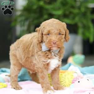 Benny, Mini Goldendoodle Puppy