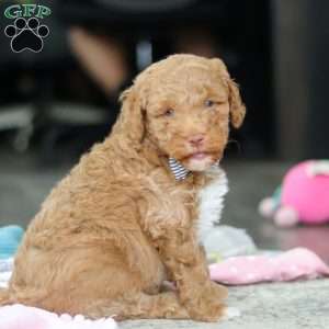 Benny, Mini Goldendoodle Puppy