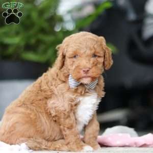 Benny, Mini Goldendoodle Puppy