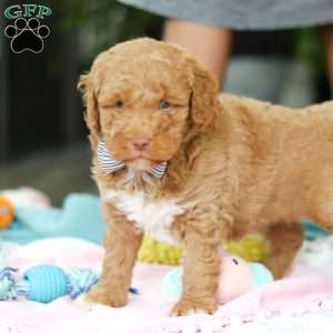 Benny, Mini Goldendoodle Puppy