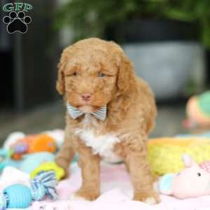 Benny, Mini Goldendoodle Puppy