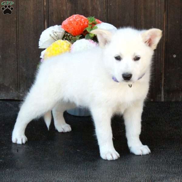 Benny, German Shepherd Mix Puppy