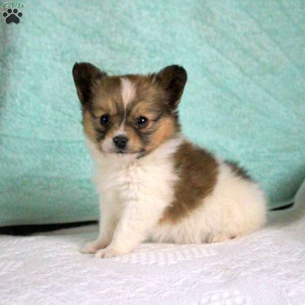 Benny, Papillon Puppy