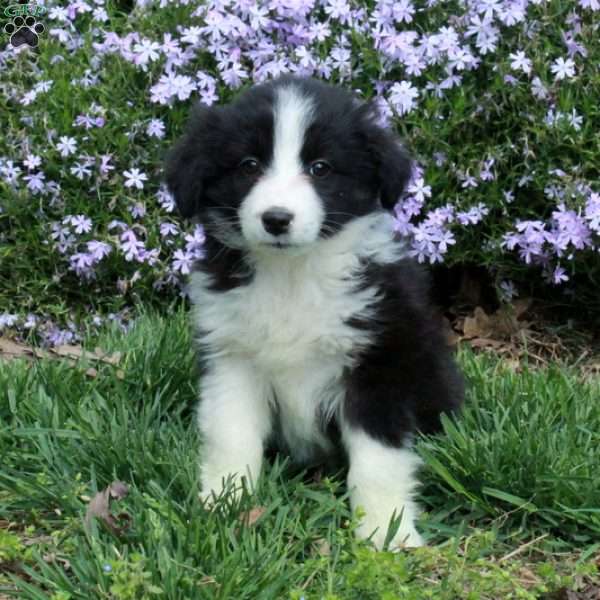 Benny, Australian Shepherd Puppy