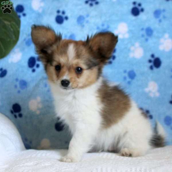 Benny, Papillon Puppy