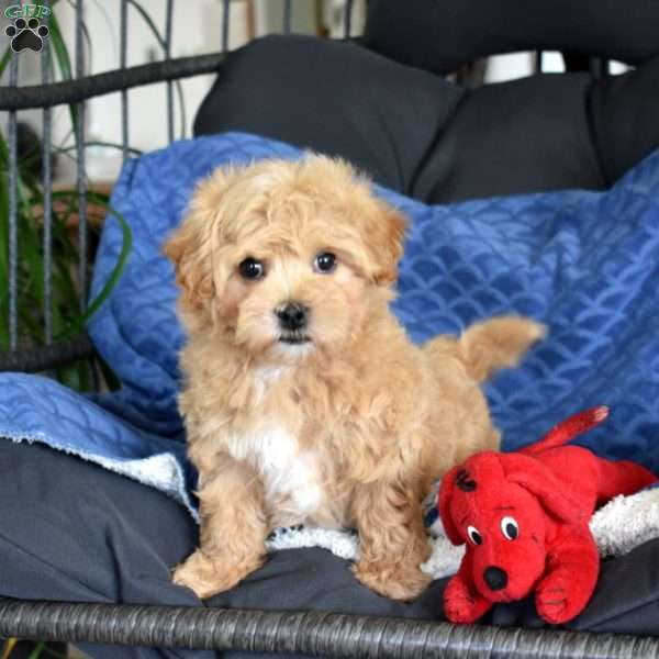 Benny, Maltipoo Puppy